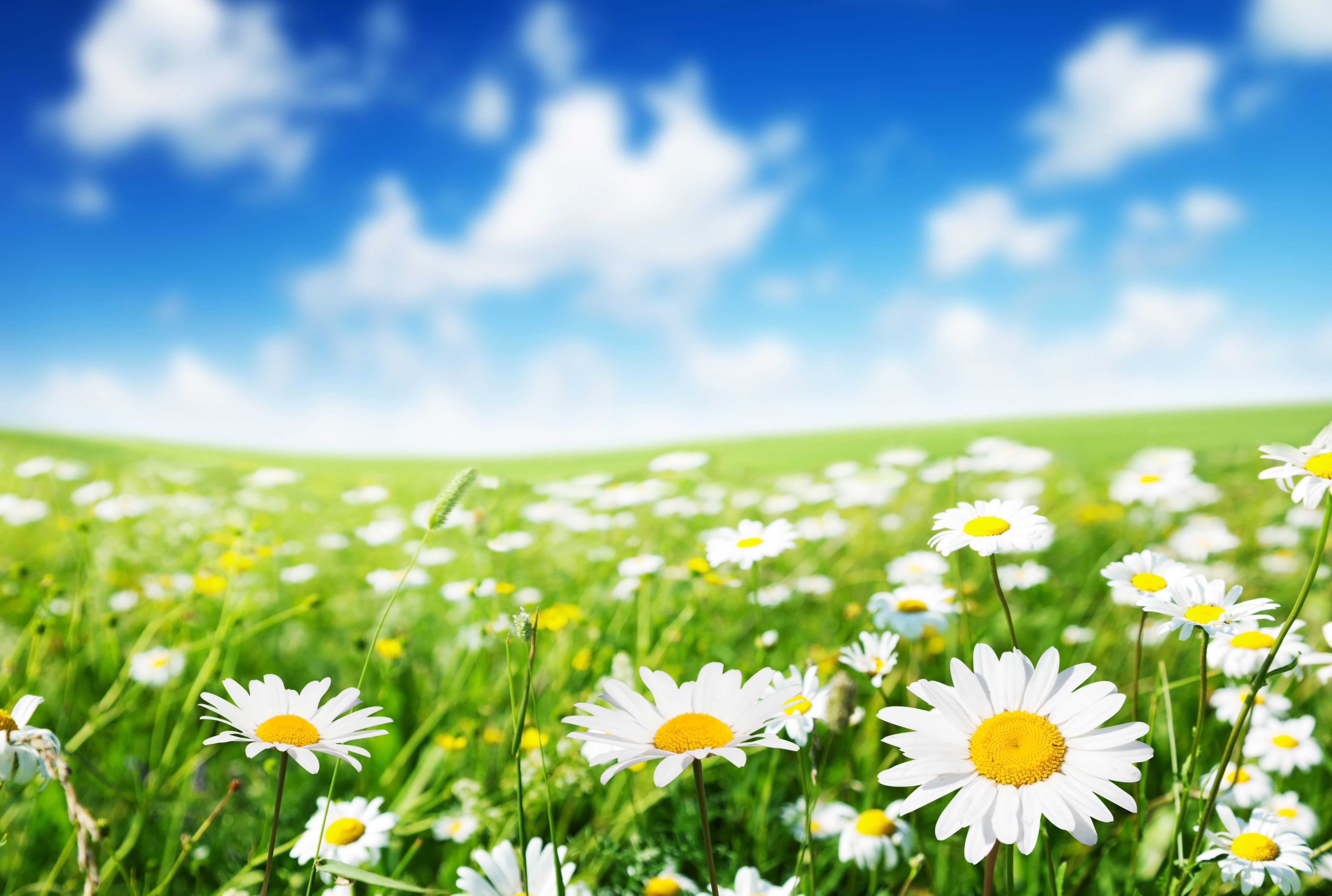 PixLith - Cute Daisy Backgrounds