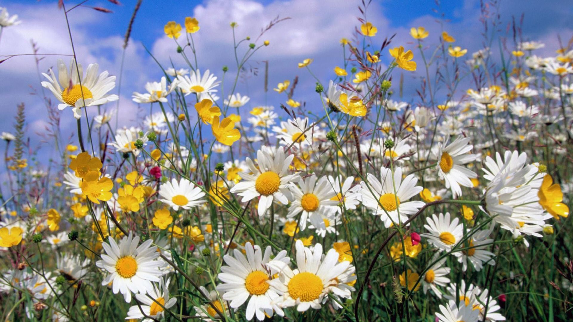 Daisy Field Wallpaper