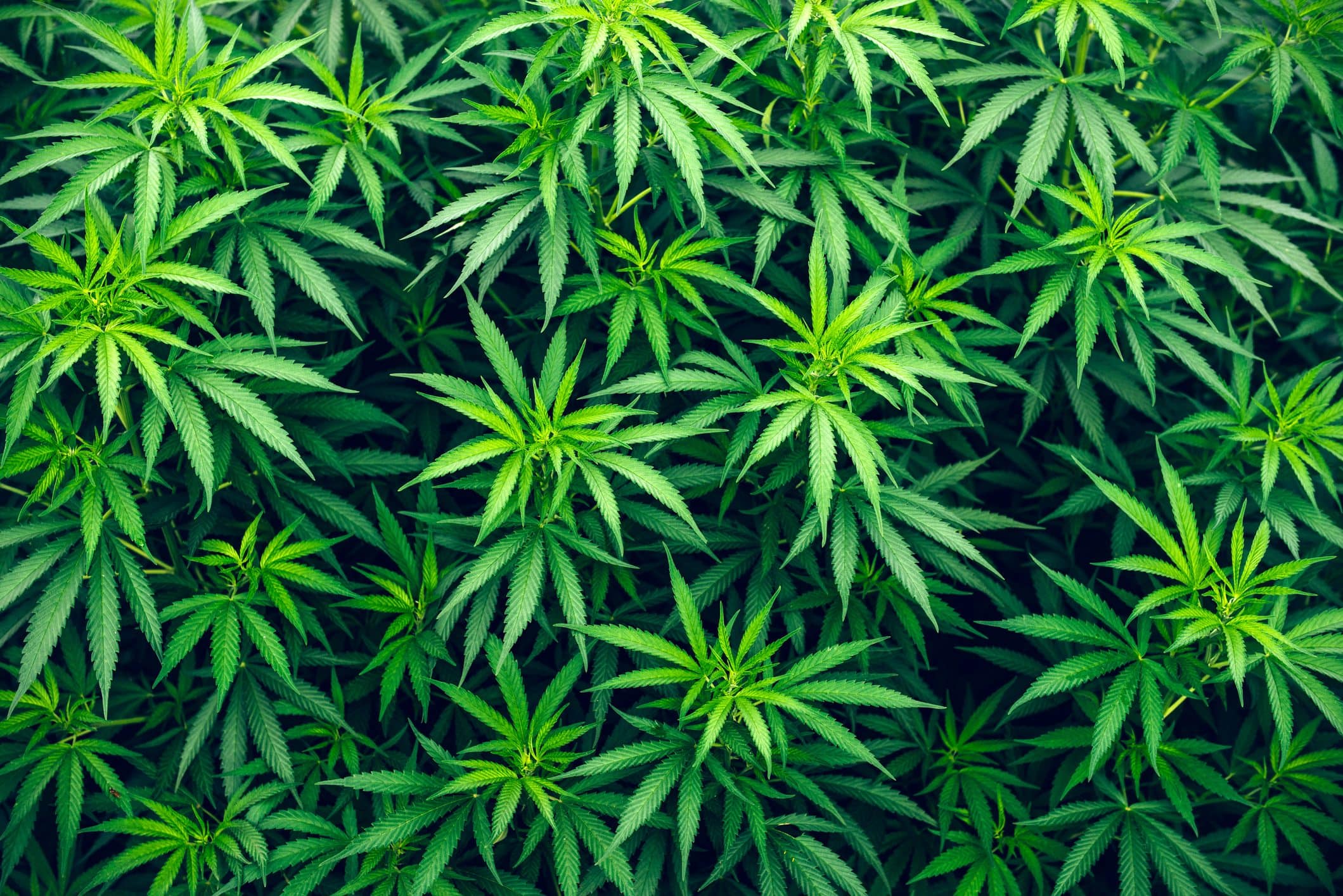 25 Outstanding 4k wallpaper weed You Can Use It Without A Penny ...