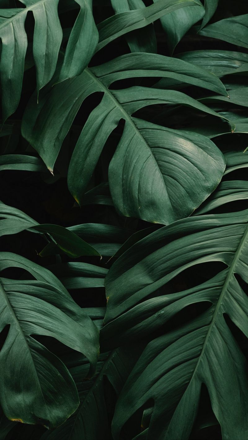 23+ Aesthetic Wallpapers Plants - CairiCartner