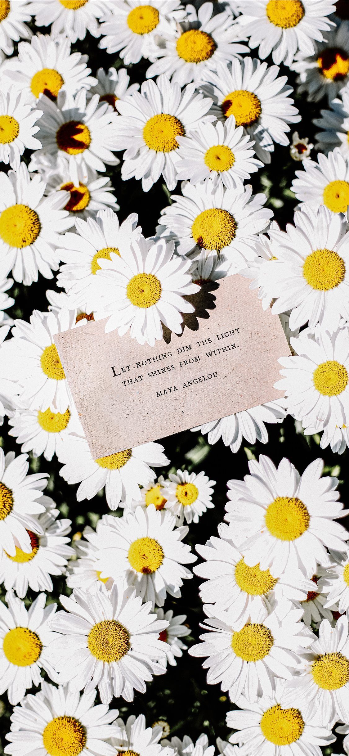 Daisy Aesthetic Wallpapers ~ Daisy Aesthetic Wallpapers | Ghatrisate