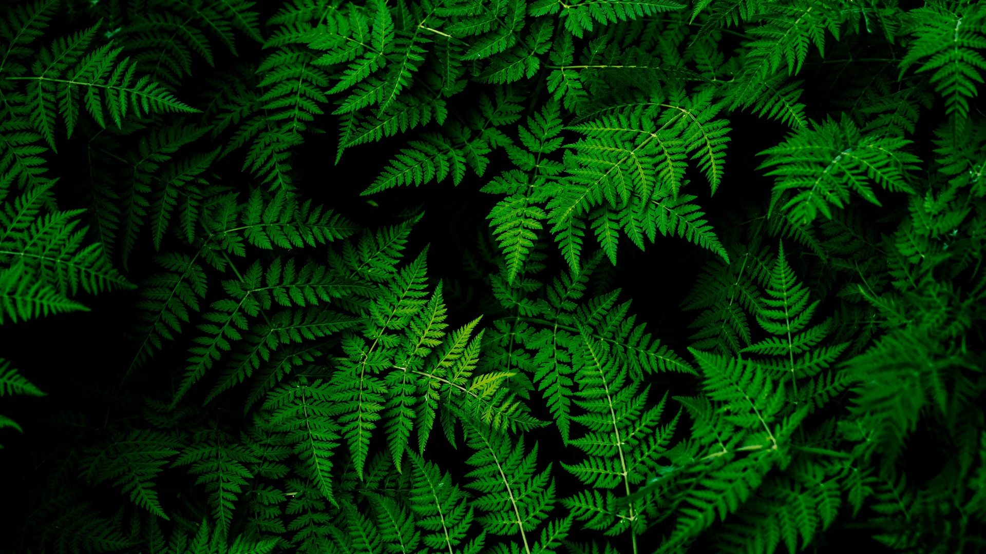 Plants Wallpapers 4k Ultra