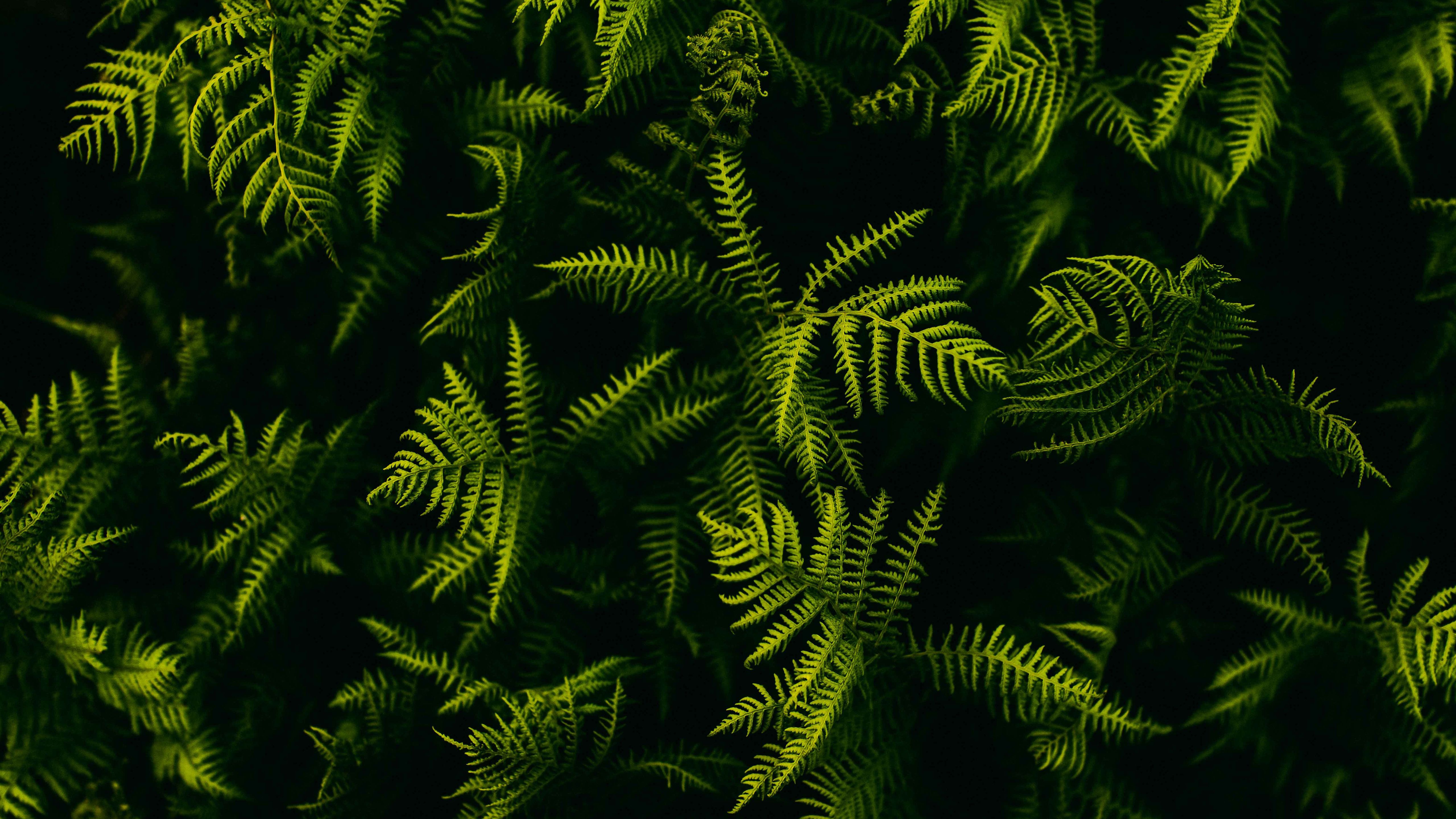 Plants Wallpapers 4k Ultra