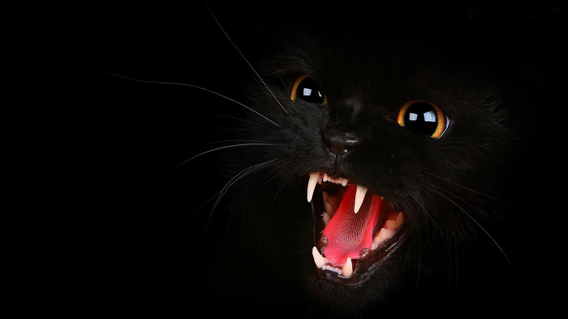 Sweet Black Cat Wallpapers Hd Desktop And Mobile Backgrounds - Gambaran