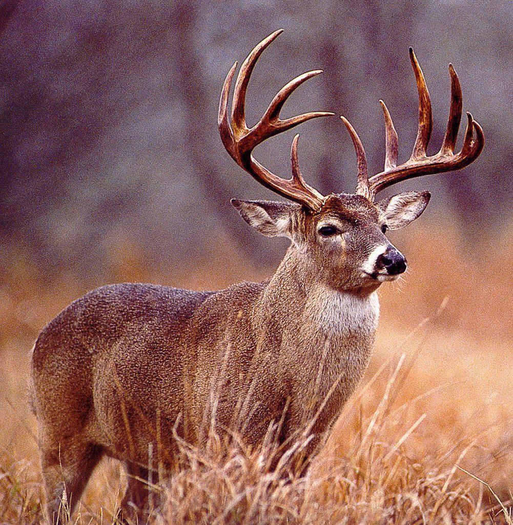 Hunting Phone Wallpapers  Top Free Hunting Phone Backgrounds   WallpaperAccess