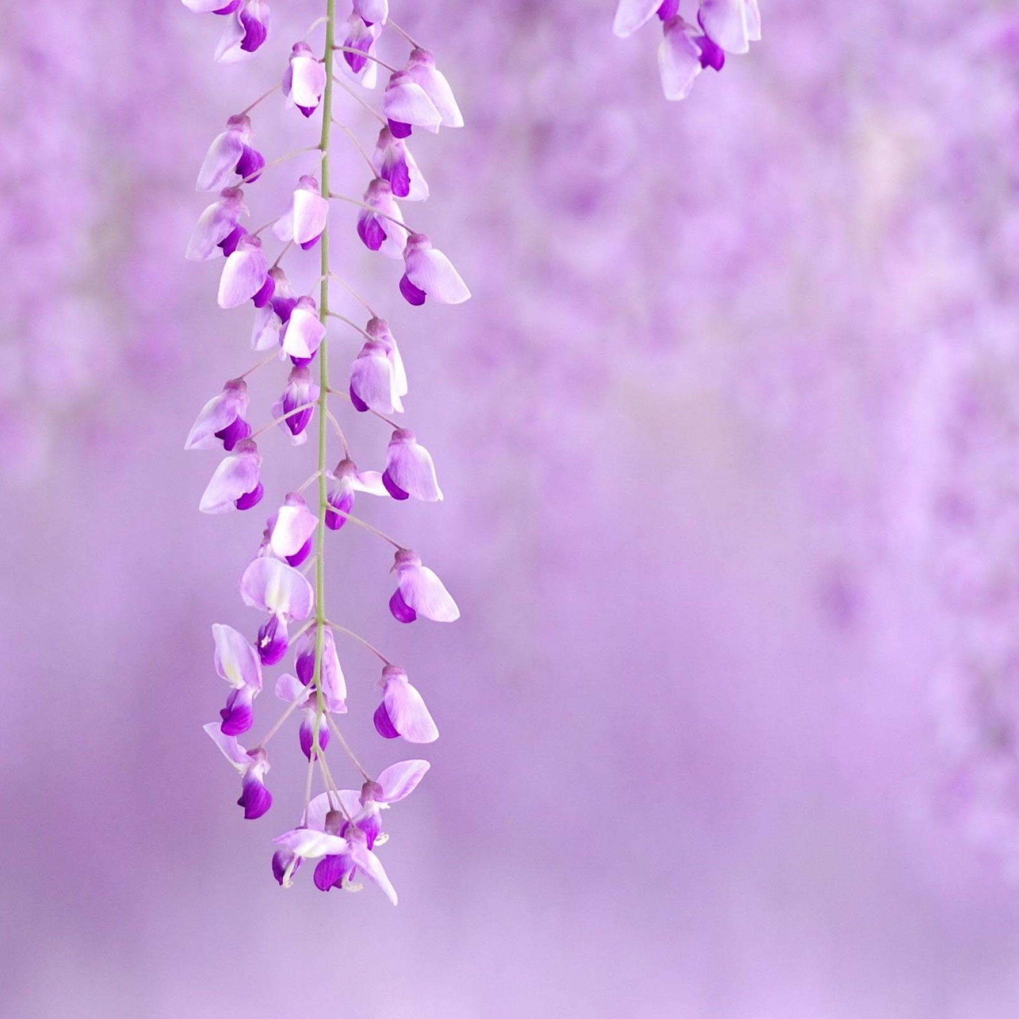 Purple Flowers Desktop Background : Purple Wallpaper High Desktop ...