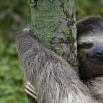 Sloth image