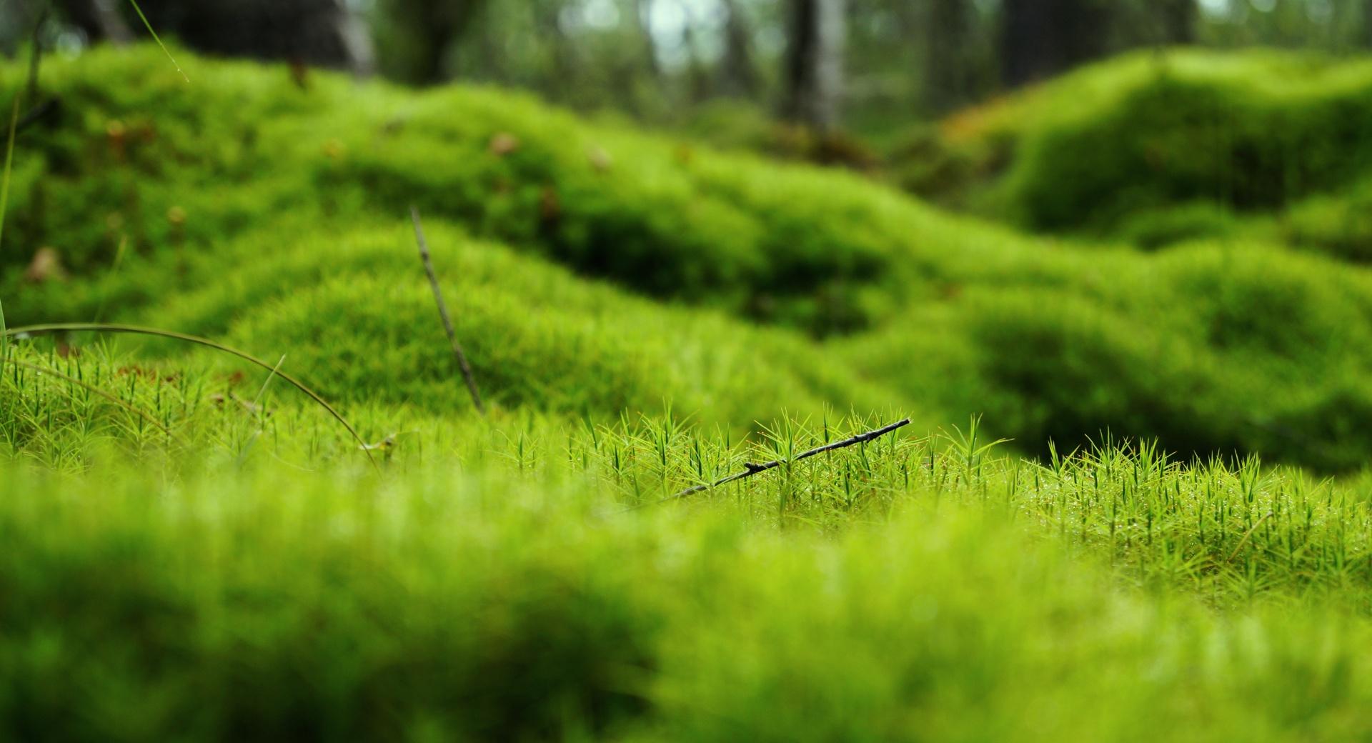 Green Moss wallpapers HD quality