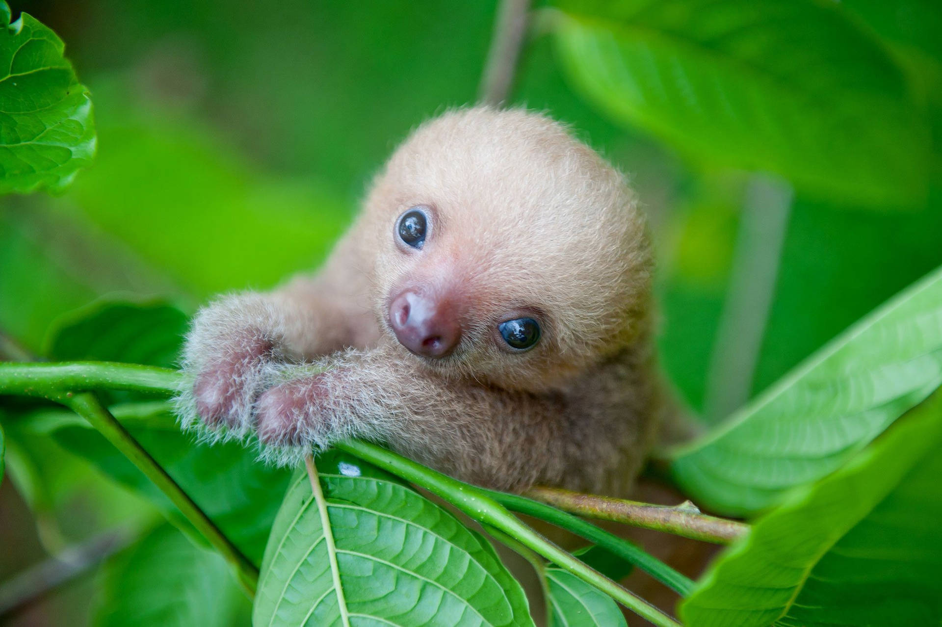 Baby Sloth Wallpaper