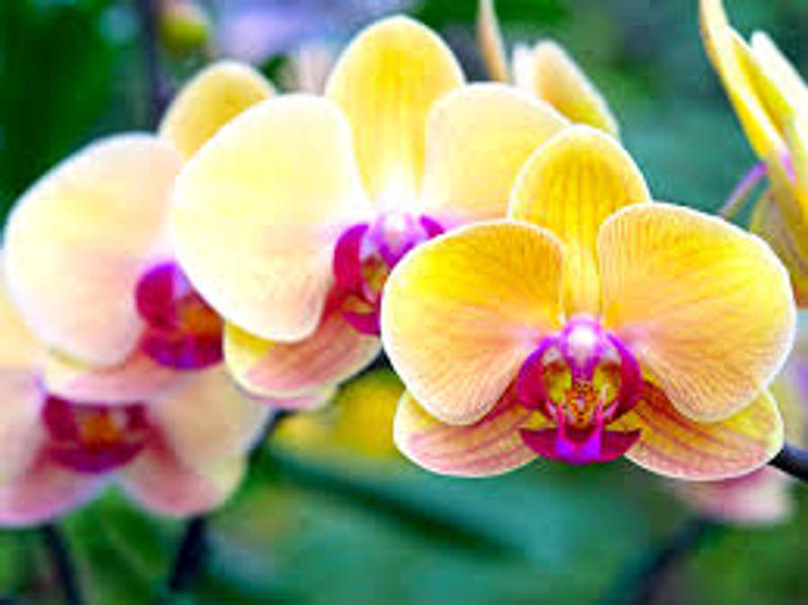 Orchid Wallpaper