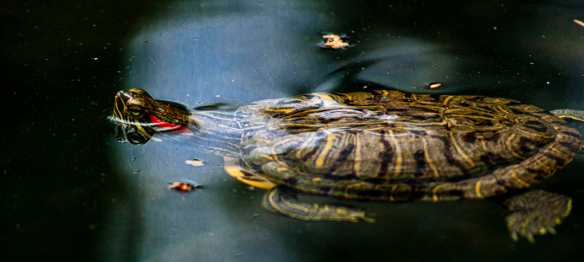 Water Turtle Wallpaper