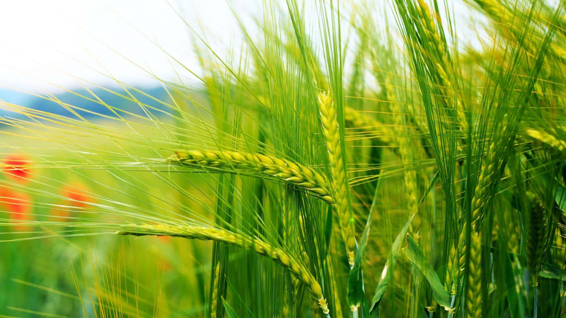 Wheat Wallpaper