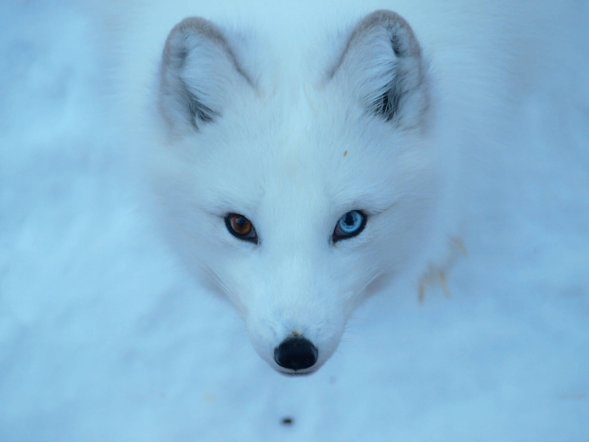 White Fox Wallpaper