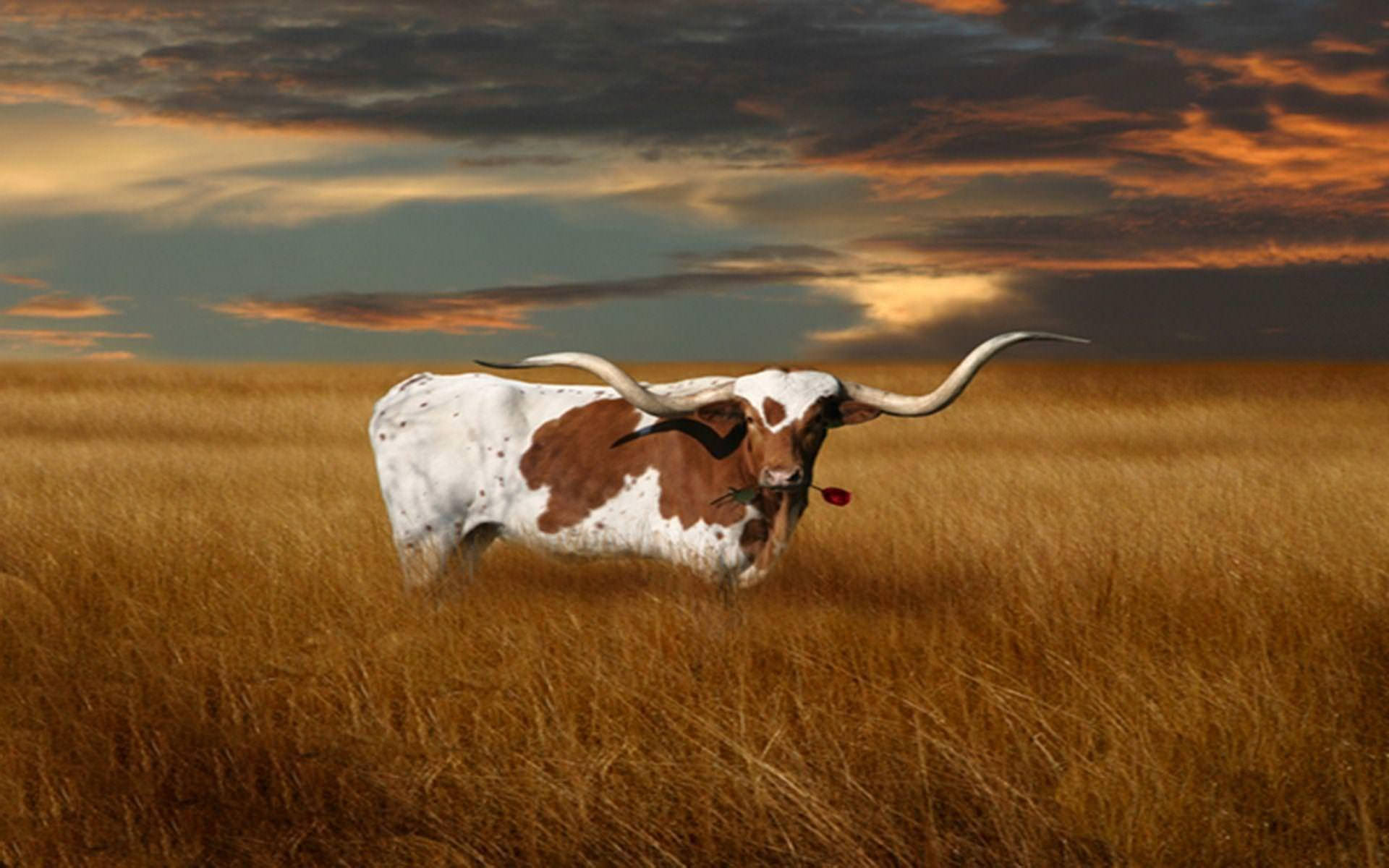 Texas Fondo de pantalla