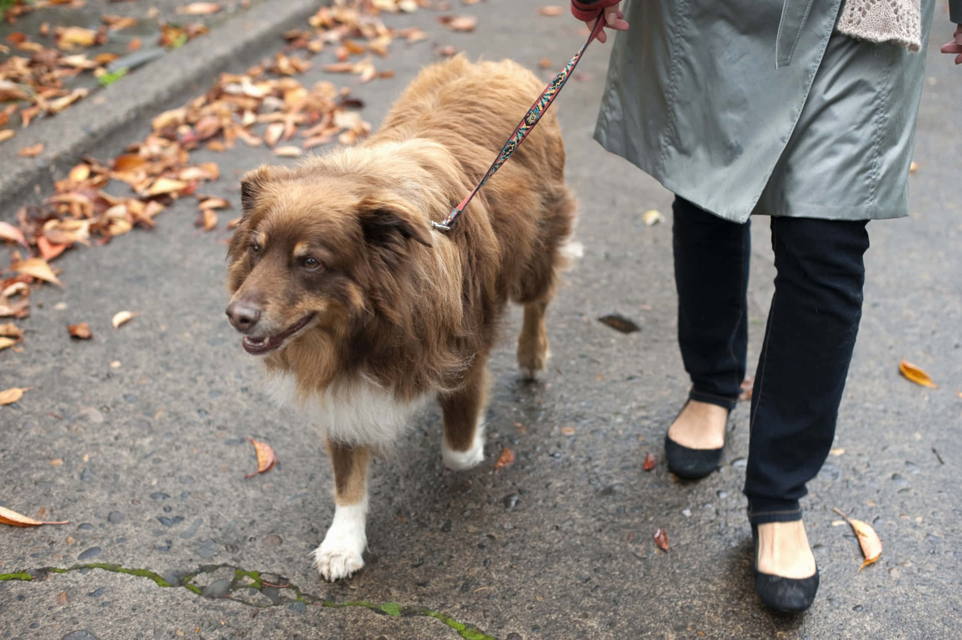 Australian Shepherd Dog Walking Picture