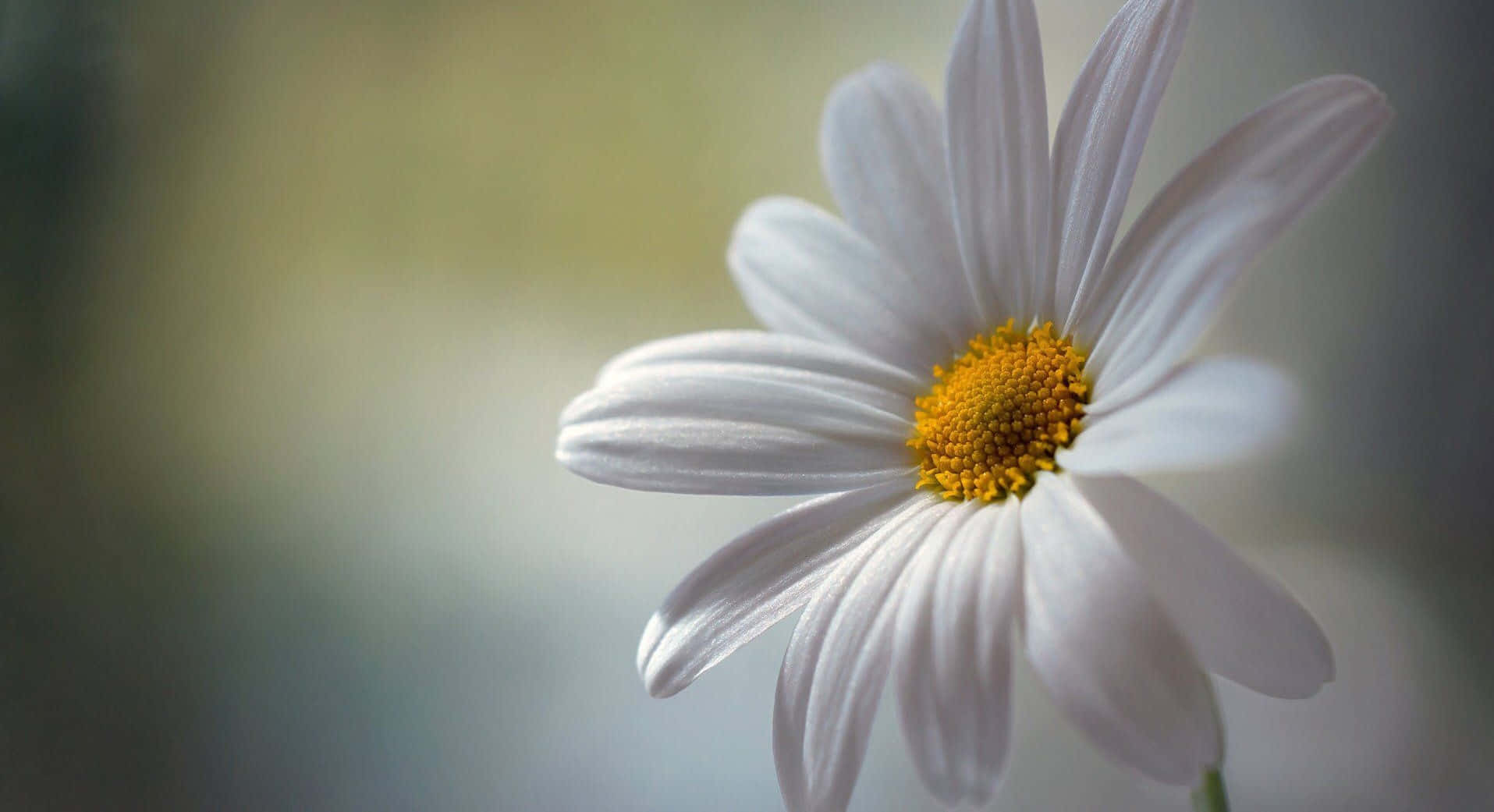 Download A field of brightly-colored white and yellow daisies ...