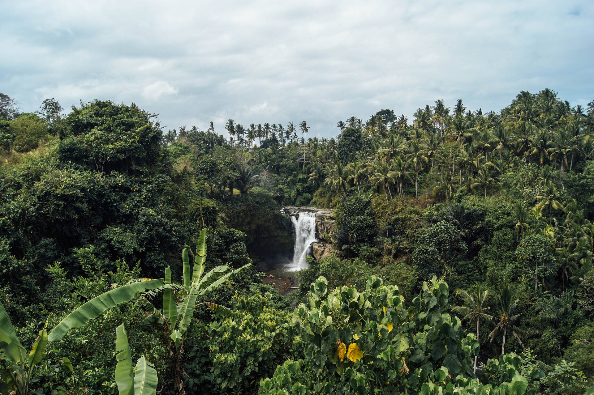 Free Rainforest Background Photos, [100+] Rainforest Background for FREE |  