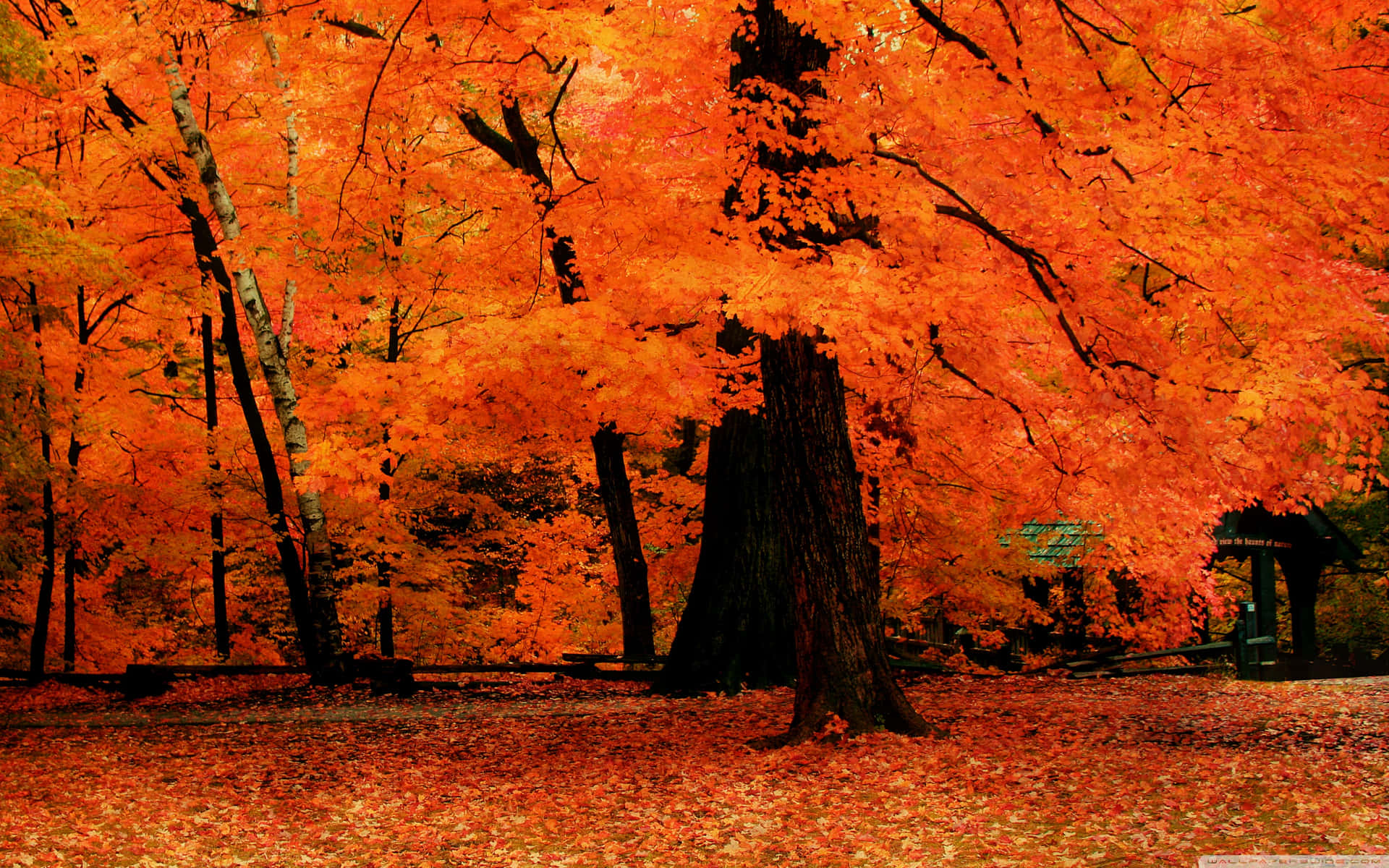 A Bench Is In The Middle Of The Forest Wallpaper