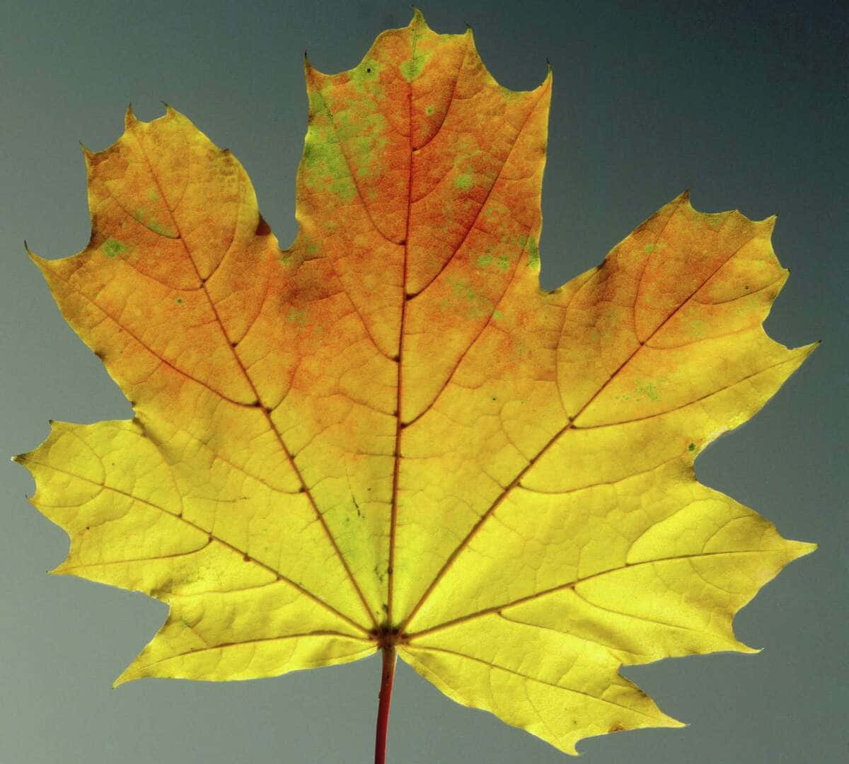 A Yellow Leaf Is On A Branch