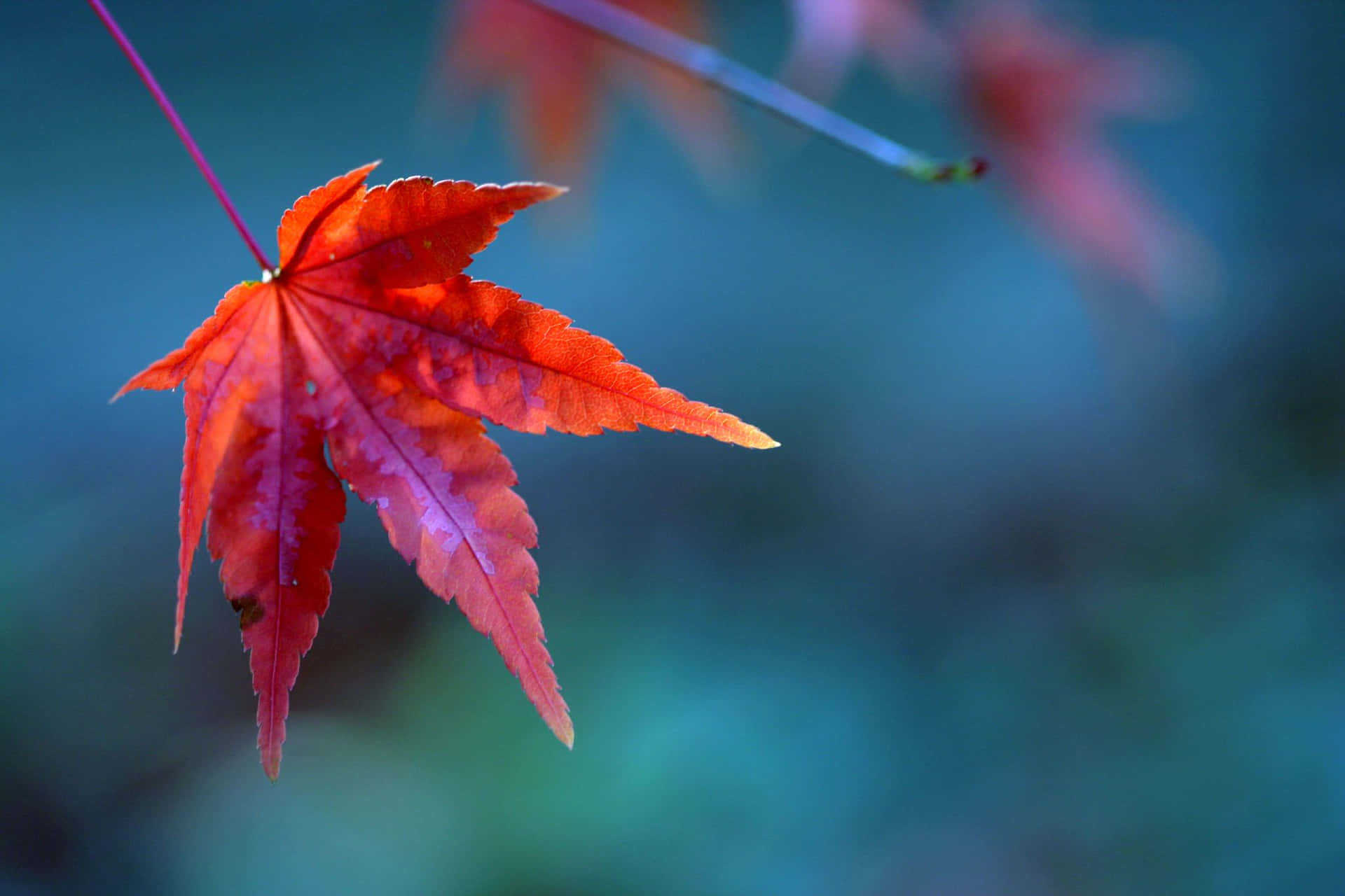 Celebrating the Fabled Maple Leaf