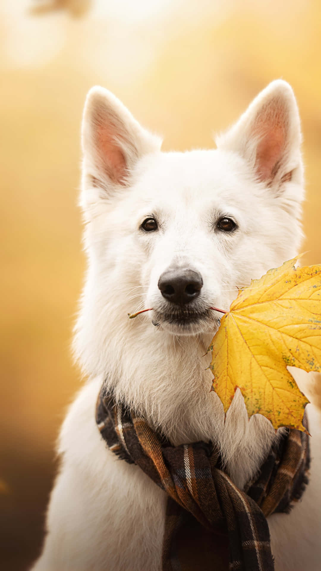 Shepard White Dog Pictures