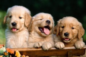 puppies