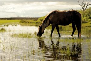 horses