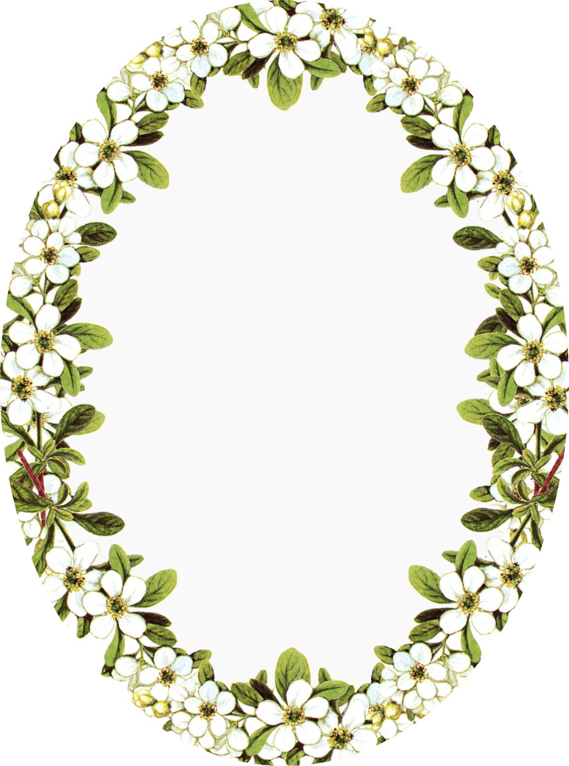 Oval clipart flower, Oval flower Transparent FREE for download on ...