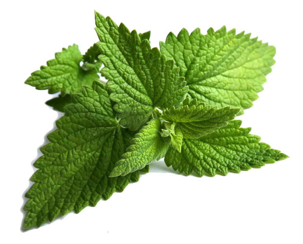 Peppermint peppermint plant