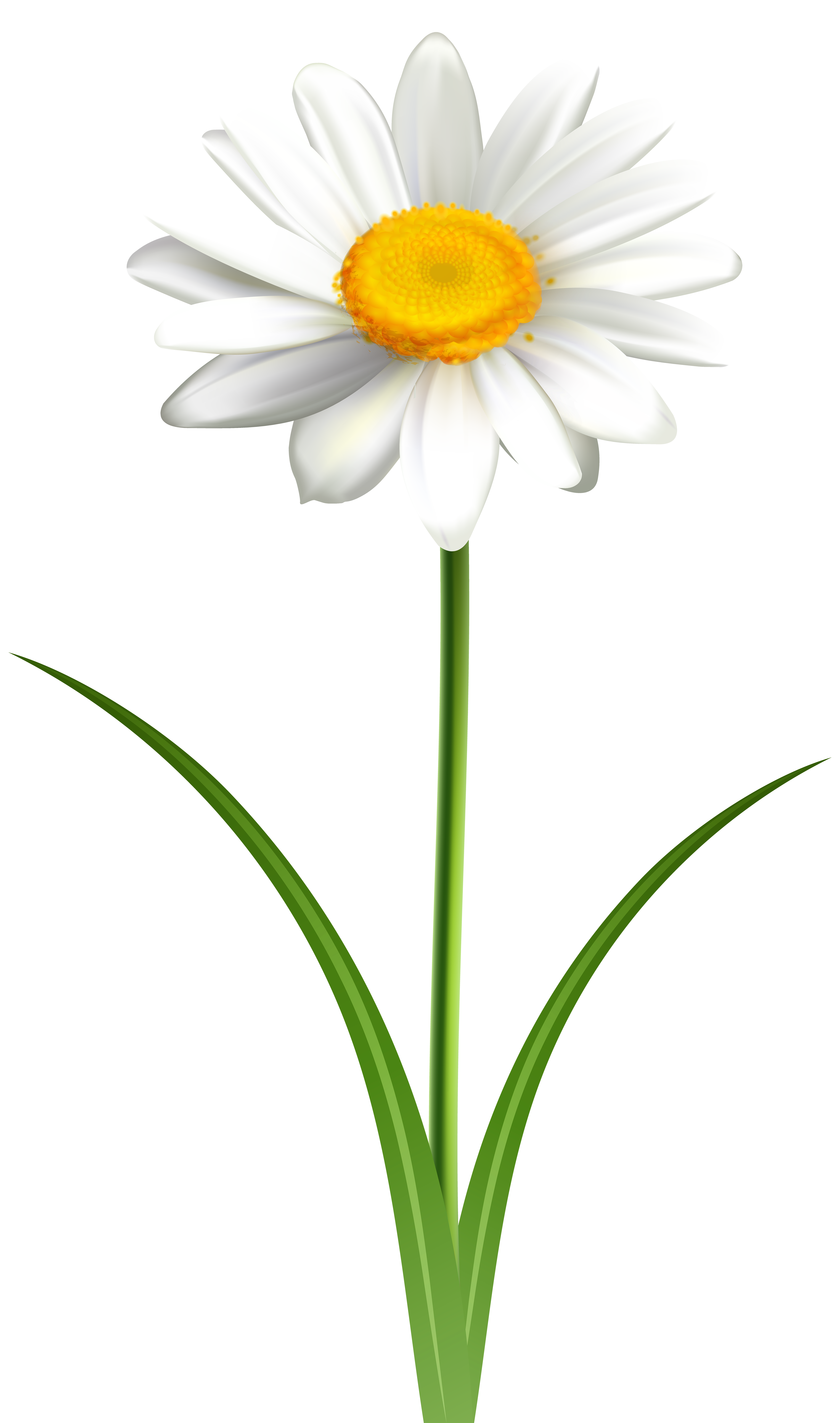 Cartoon Daisy Flower Wallpaper Gambar Bunga Images