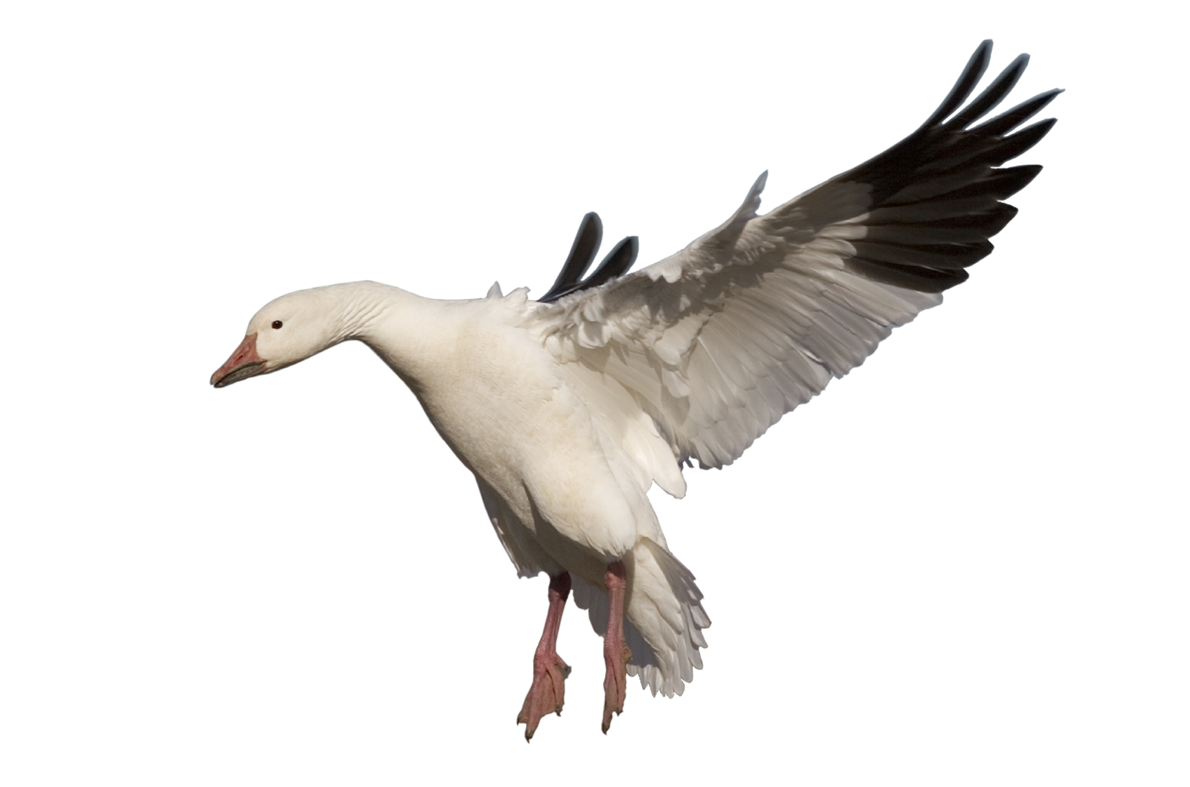 goose clipart snow goose