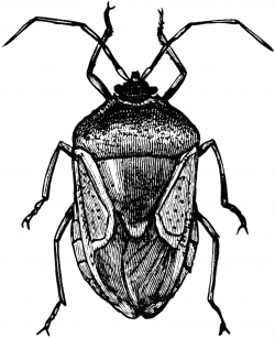 Stink Bug Clipart