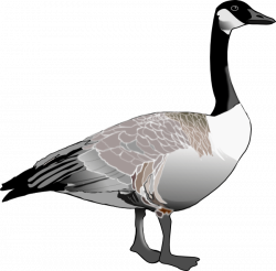 goose png - Free PNG Images | TOPpng