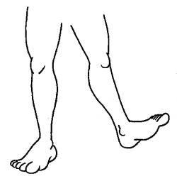 2 Legs Clipart