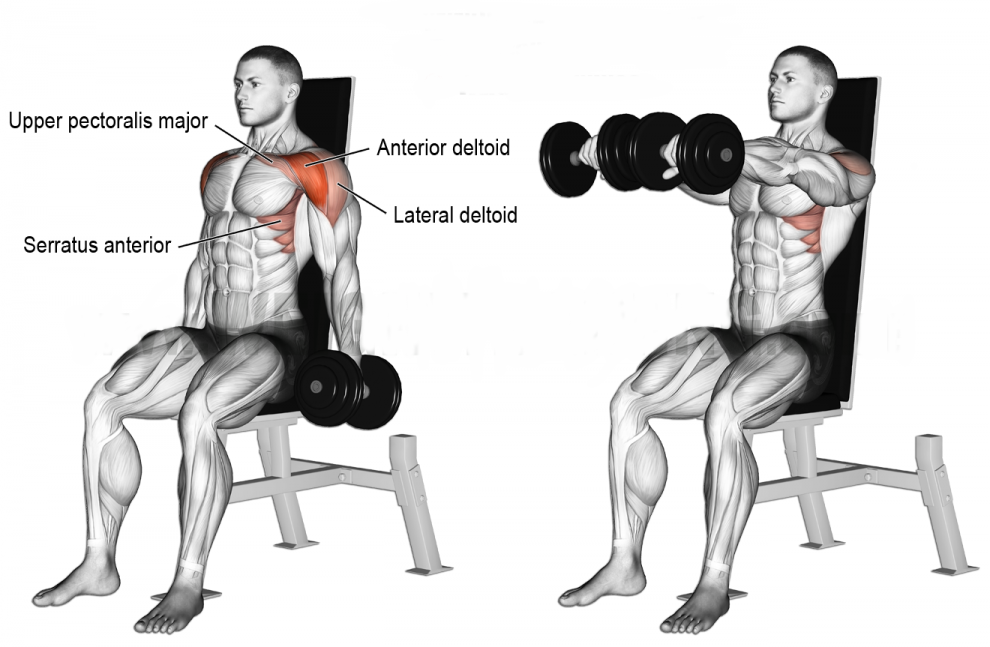 How to Seated dumbbell front raise