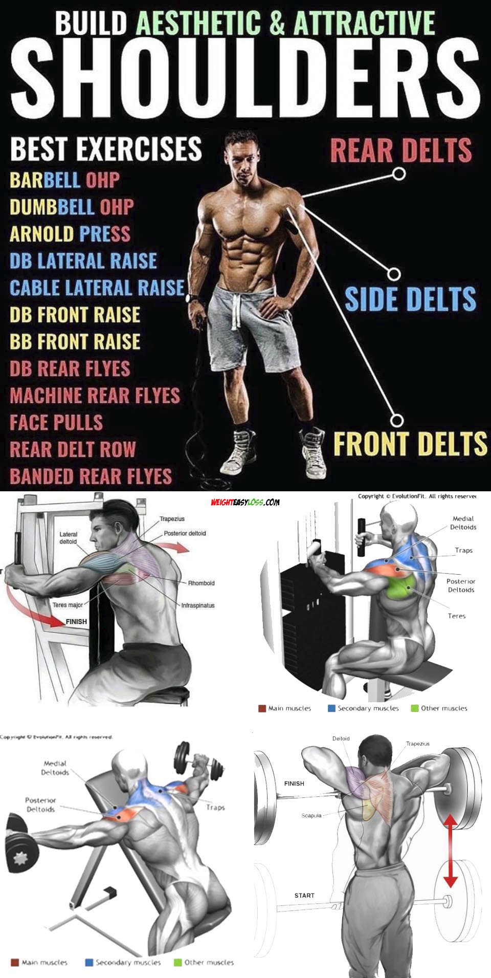 Rear Delts Exercises