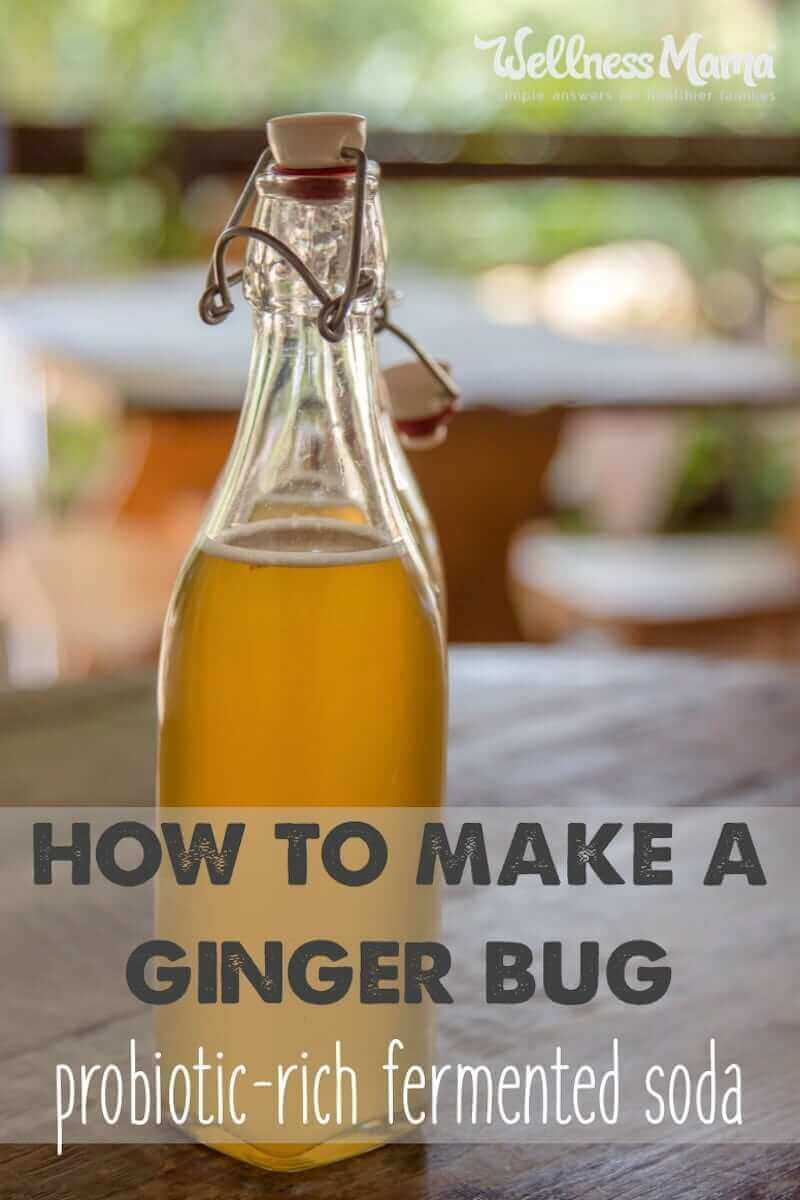 A ginger bug is a culture of beneficial bacteria made from ginger root and is the starter culture for many homemade fermented sodas and drinks.