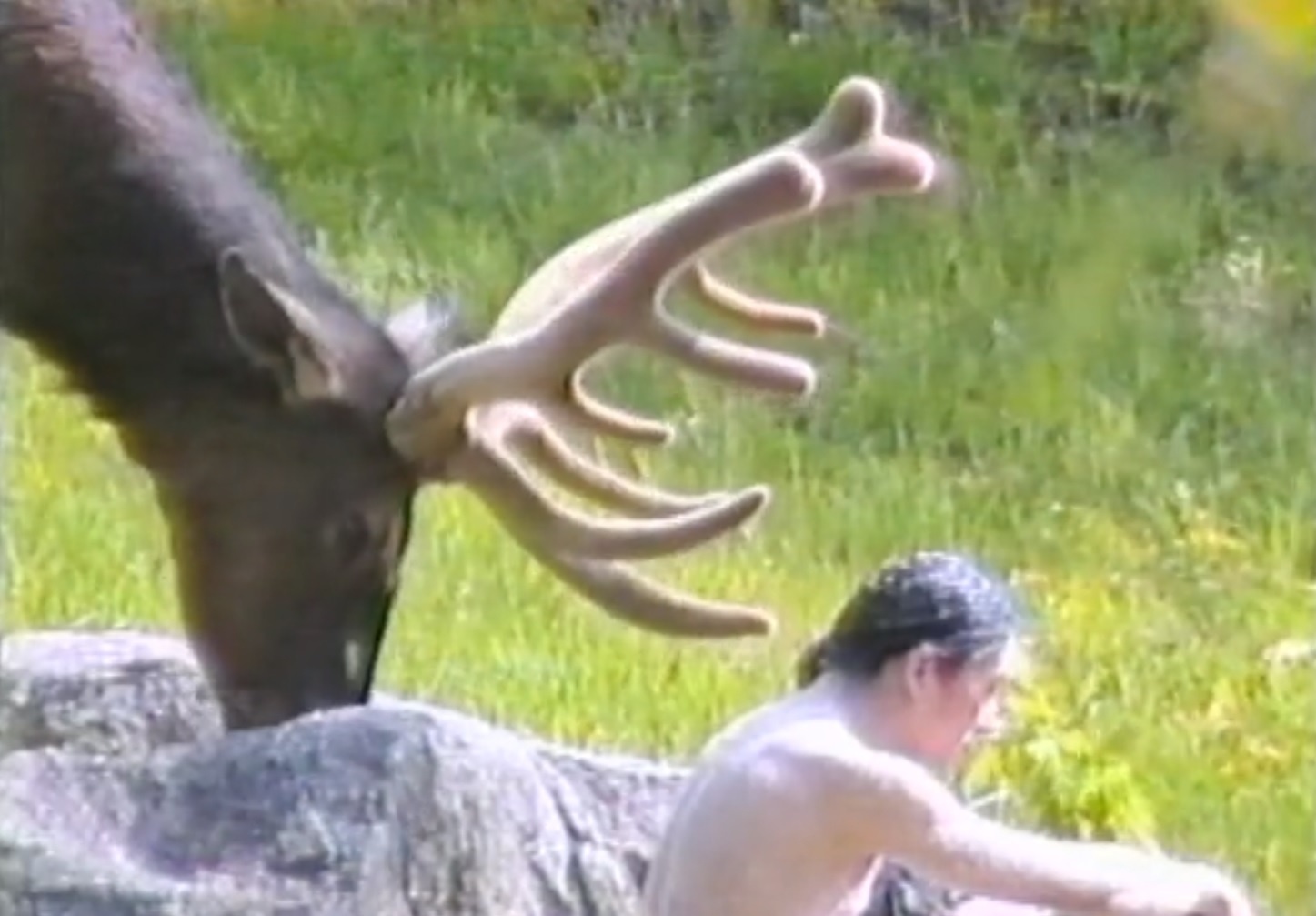 A moose with large antlers stands close to a person sitting on the ground in a grassy area.