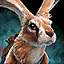 Maguuma Jackrabbit