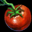 Tomato.png