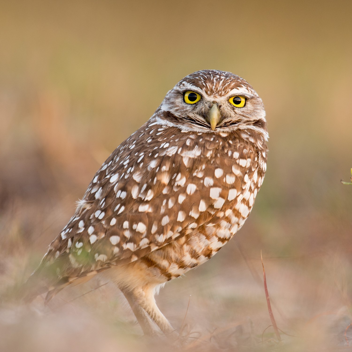 burrowing-owl