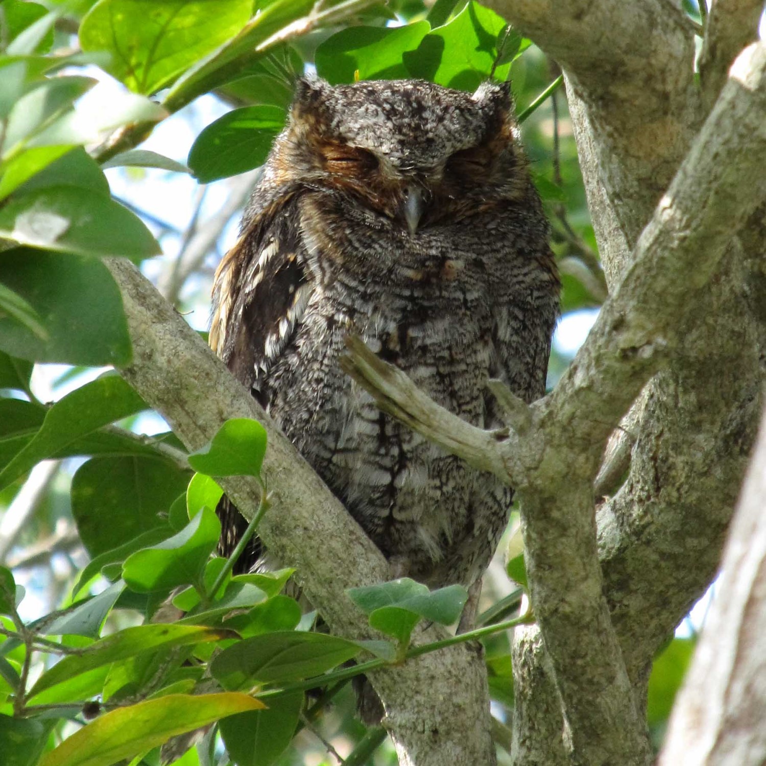 flammulated-owl