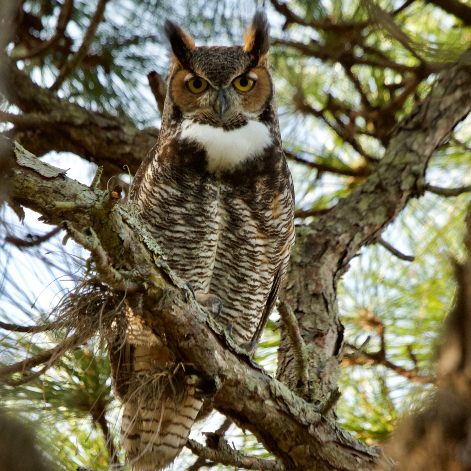 great-horned-owl