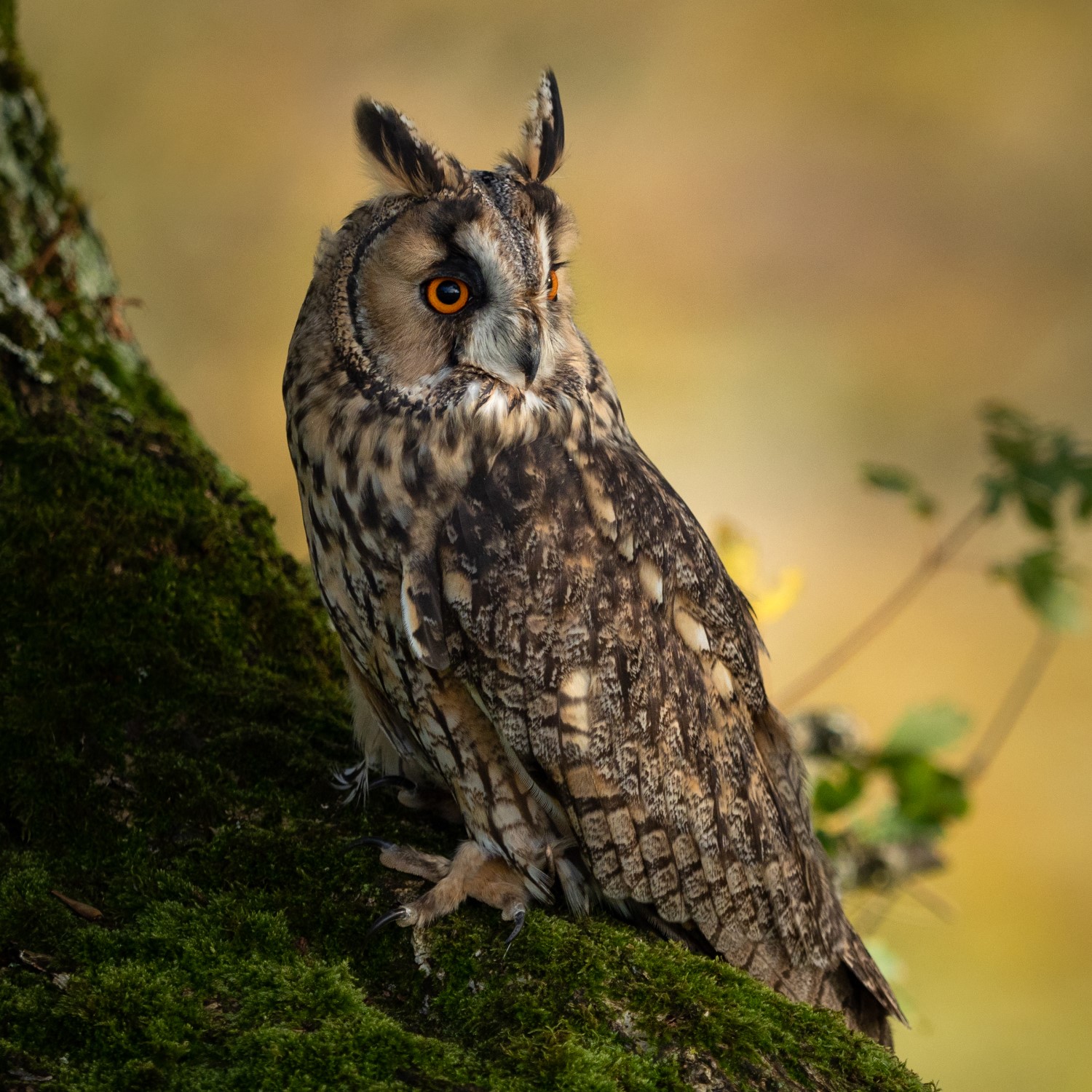 long-eared-owl