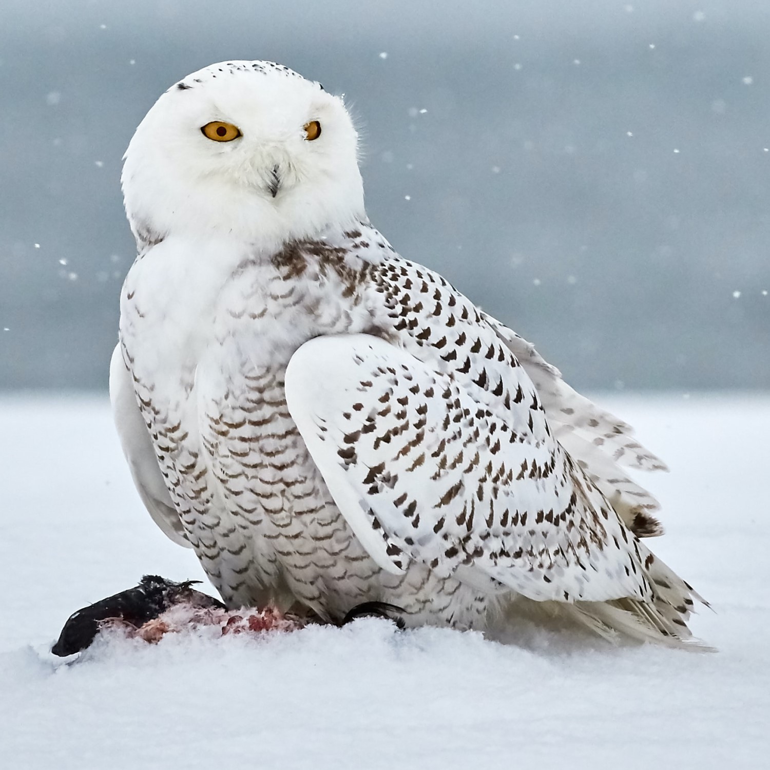 snowy-owl