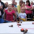 World Snail Racing Championships