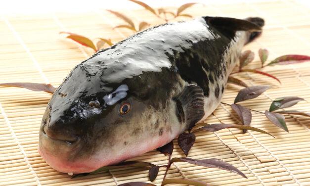 Puffer Fish in the Blowfish Capital of Japan