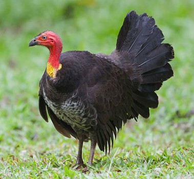 Australian Brush Turkey - alectura lathami