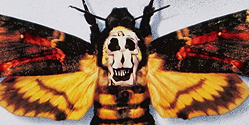 Deaths Head Hawkmoth