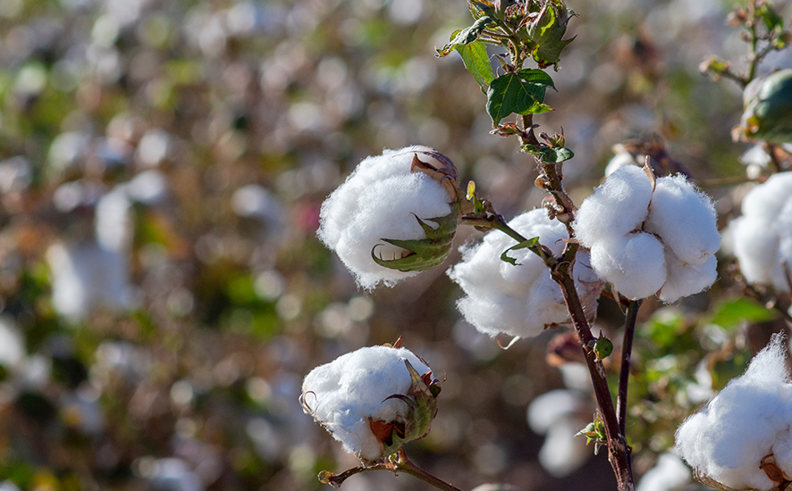 what is egyptian cotton